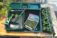 Plantning