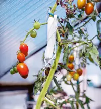 Tomatkrog