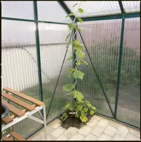 Tomatspiral