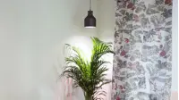 Plantepære Standard
