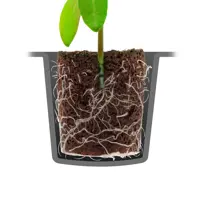 ROOT!T dyrkningsbund